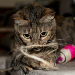 Cat Playing Pet Toys Photo